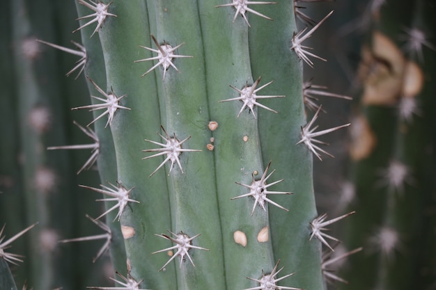 La struttura della pianta del cactus della punta ha chiuso sulla spina del deserto i precedenti della natura