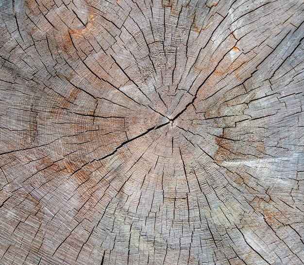 La struttura di legno del tronco d'albero tagliato, primo piano