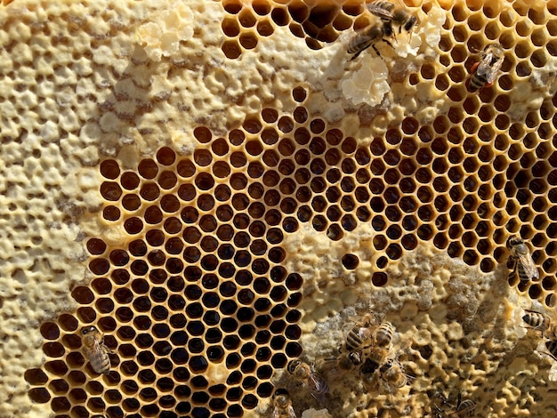 La struttura esagonale astratta è a nido d'ape dall'alveare pieno di miele dorato