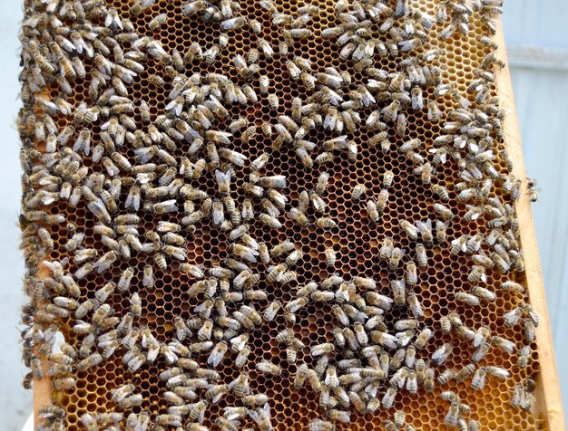 La struttura esagonale astratta è un favo di un alveare pieno di miele dorato Composizione estiva a nido d'ape composta da miele appiccicoso del villaggio delle api Miele rurale di favi di api in campagna