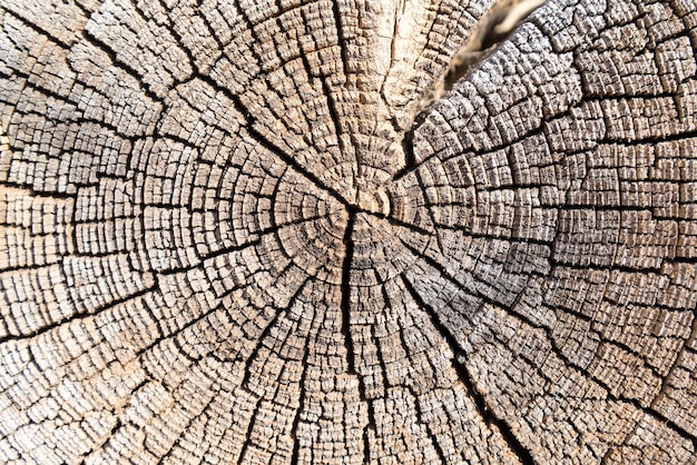 La struttura incrinata simile a un ceppo di legno