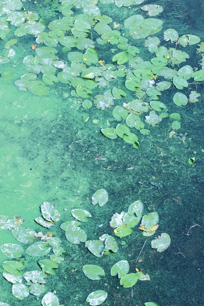 La superficie del fiume è ricoperta di lenticchie d'acqua e foglie di giglio con un filtro scuro Alghe verdi sulla superficie dell'acqua Protezione dell'ambiente