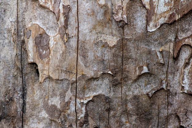 La superficie di un vecchio legno per lo sfondo naturale