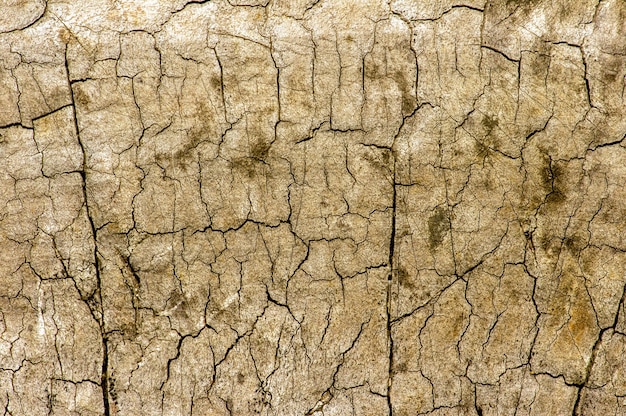 La superficie di un vecchio legno per sfondo naturale.