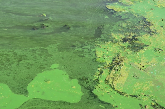 La superficie di una vecchia palude ricoperta di lenticchia d'acqua e foglie di giglio