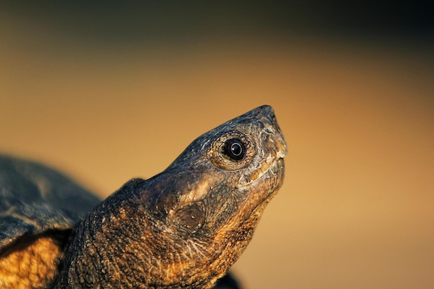 La tartaruga a foglia asiatica è una specie di tartaruga che si trova nel sud-est asiatico