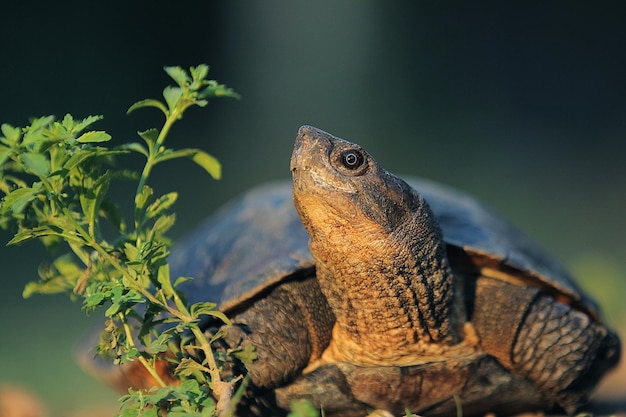 La tartaruga a foglia asiatica è una specie di tartaruga che si trova nel sud-est asiatico