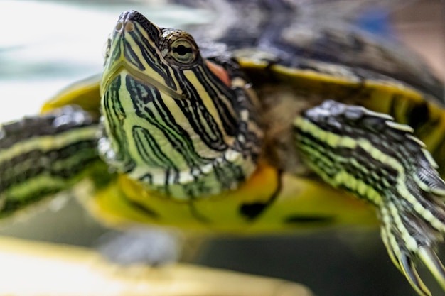 La tartaruga dalle orecchie rosse nuota nell'acqua. Avvicinamento. Adorabile animale domestico. Messa a fuoco selettiva.