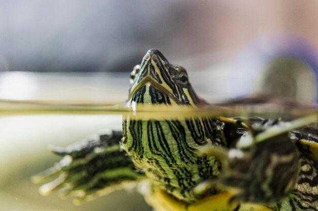 La tartaruga dalle orecchie rosse nuota nell'acqua. Avvicinamento. Adorabile animale domestico. Messa a fuoco selettiva.