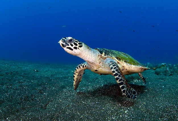 La tartaruga embricata Eretmochelys imbricata nuota lungo una barriera corallina e cerca cibo