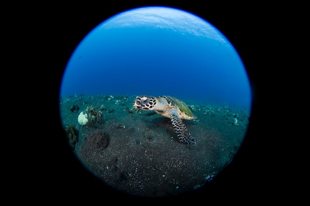 La tartaruga embricata Eretmochelys imbricata nuota lungo una barriera corallina e cerca cibo