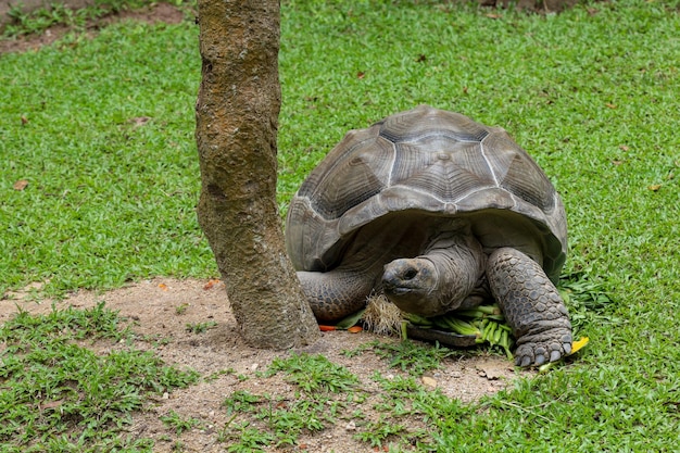 La tartaruga gaint sta nel giardino naturale