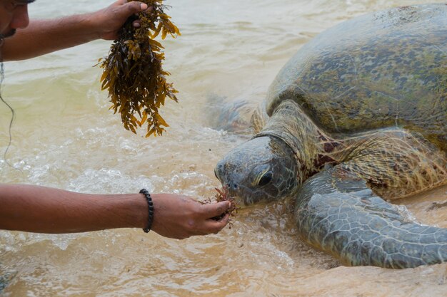 La tartaruga marina gigante è emersa in acque poco profonde e un uomo la nutre di alghe.