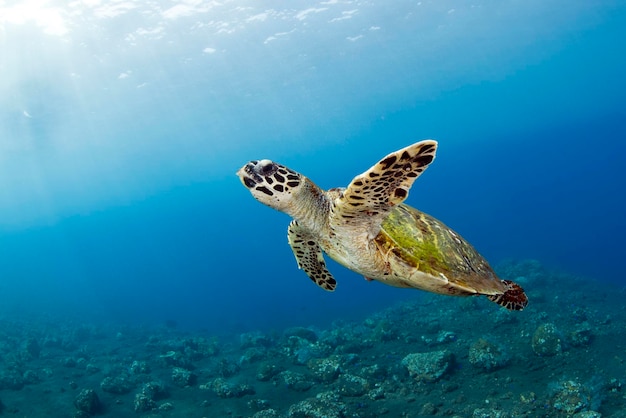 La tartaruga marina Hawksbill nuota lungo le barriere coralline. Vita marina di Bali, Indonesia.