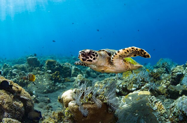 La tartaruga marina Hawksbill nuota lungo le barriere coralline. Vita marina di Bali, Indonesia.