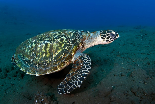 La tartaruga marina Hawksbill nuota lungo le barriere coralline. Vita marina di Bali, Indonesia.