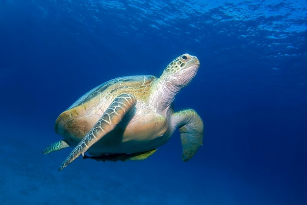 La tartaruga marina verde di Chelonia Mydas nuota verso la superficie