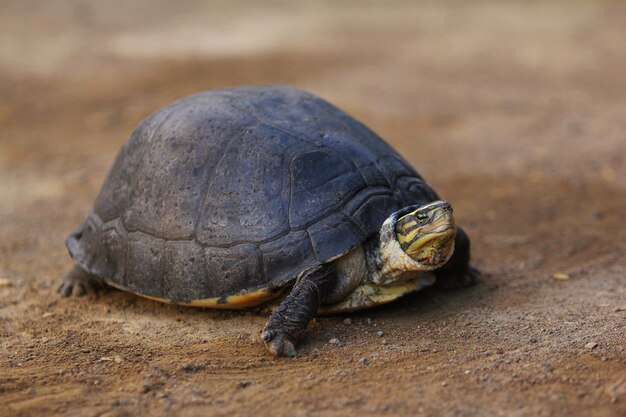 La tartaruga scatola Amboina o tartaruga scatola del sud-est asiatico è una specie di tartaruga scatola asiatica