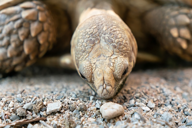 La tartaruga sulcata è animali allo zoo