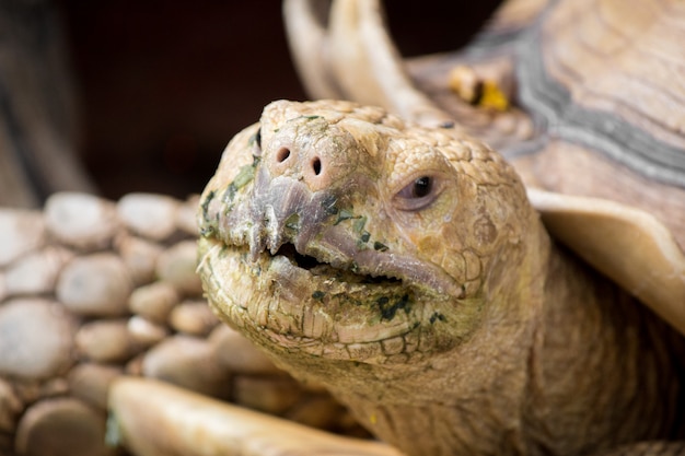 La tartaruga Sulcata è nella natura.