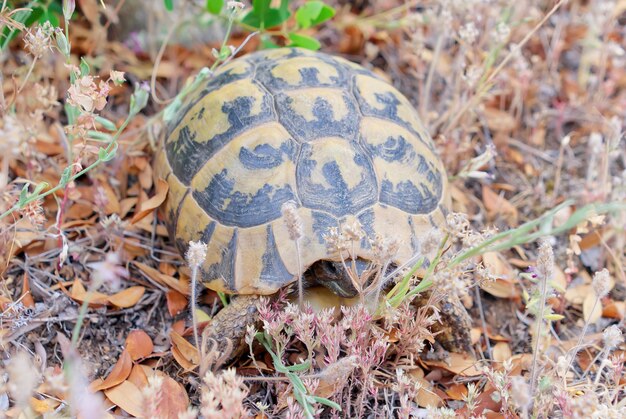 La tartaruga terrestre nel suo ambiente naturale Un animale selvatico nella foresta di Kalambaka Grecia La tartaruga di Hermanns