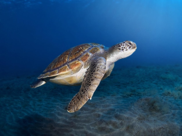 La tartaruga verde Chelonia Mydas nuota liberamente nelle calde acque dell'Oceano Atlantico Isole Canarie Spagna