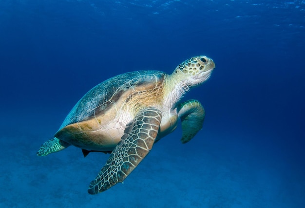 La tartaruga verde Chelonia Mydas nuota nel blu