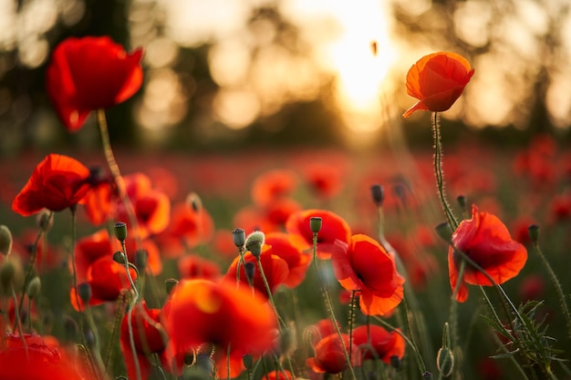 La telecamera si muove tra i fiori di papaveri rossi papaveri come simbolo di ricordo e commemorazione