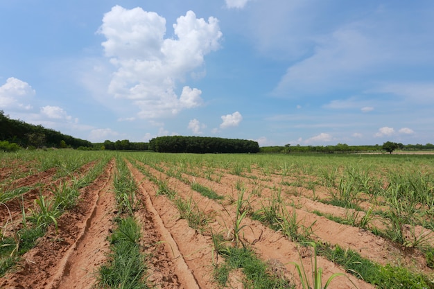 La terra agricola sta coltivando la canna da zucchero.