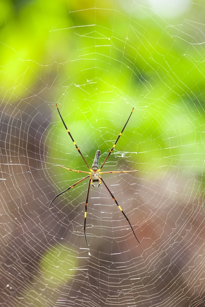 La tessera di seta dorata