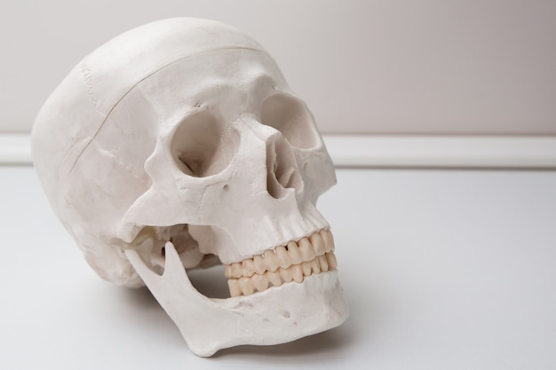 La testa dei denti del cranio