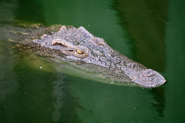 La testa del coccodrillo siamese Crocodylus siamensis sulla superficie dell'acqua sullo sfondo del fondo Vita marina pesci esotici subtropicali