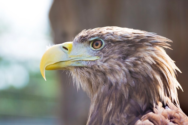 La testa dell'aquila è di profilo in pieno sole