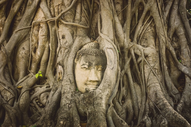 La testa dell'immagine del Buddha in arenaria. Testa di pietra di buddha dentro la radice al Wat Mahathat in AYutthaya, Thailandia.Parco storico di Ayutthaya. Incredibile statua del Buddha Thailandia.Old nel tempio di Ayutthaya