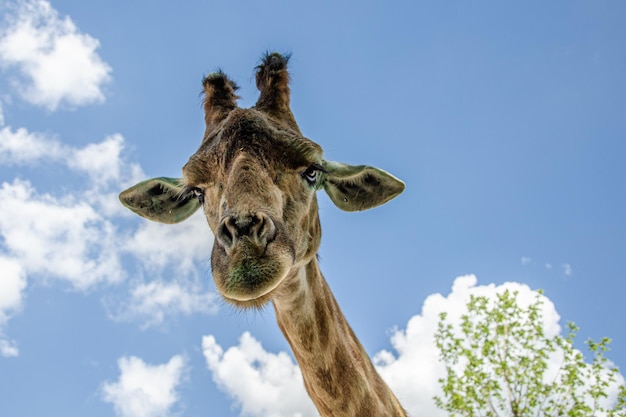 La testa della giraffa contro il cielo blu.