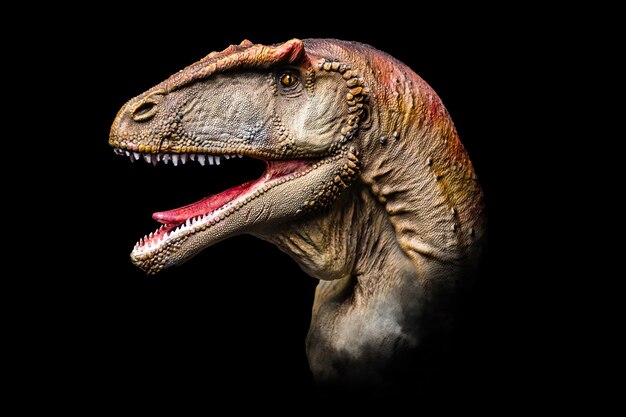 La testa di Carcharodontosaurus nel dinosauro scuro su sfondo nero
