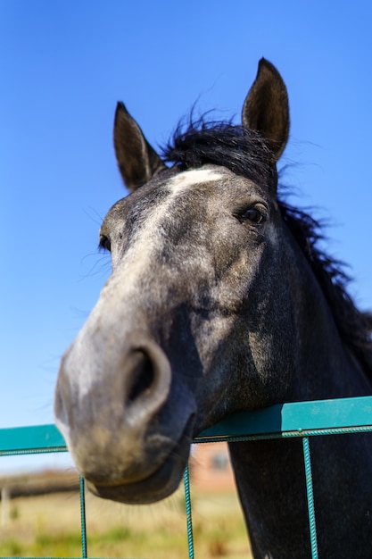 La testa di cavallo sbirciò oltre il recinto di ferro.