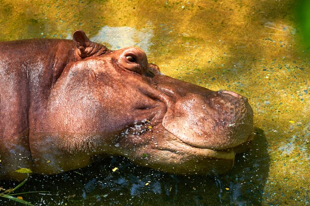 La testa di ippopotamo potamus si sdraia in un fiume aperto con un po &#39;di luce e ombra