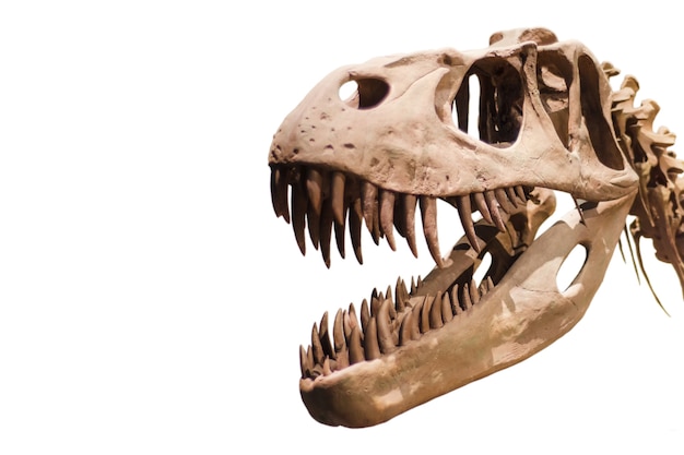 La testa di tirannosauro Rex su bianco ha isolato il fondo con copyspace