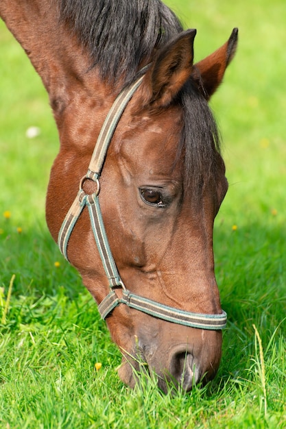 La testa di un cavallo marrone al pascolo su un prato verde