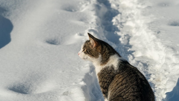 La testa di un gatto