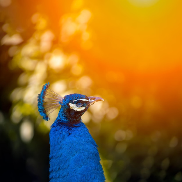 La testa di un grande pavone blu che è nel parco sotto il caldo sole soleggiato