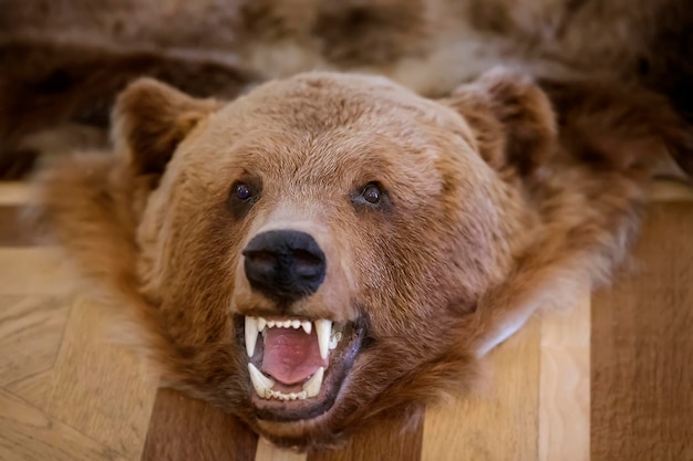 La testa di un orso impagliato con la bocca scoperta e le zanne