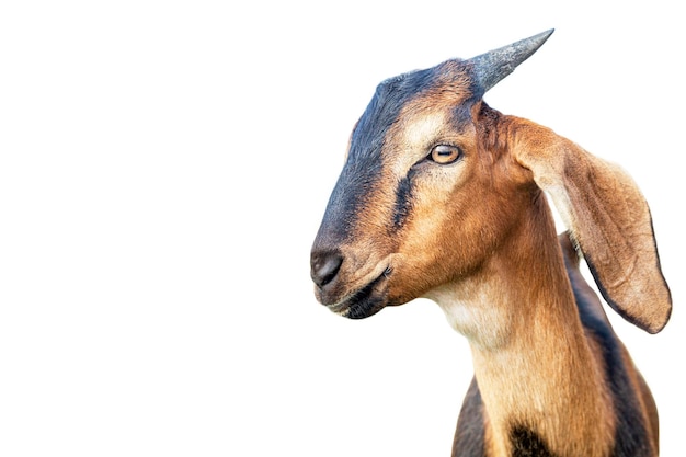 La testa di una bella giovane capra marrone con le orecchie appese Amore e tenerezza per gli animali Isolato su sfondo bianco Closeup Creare meme divertenti