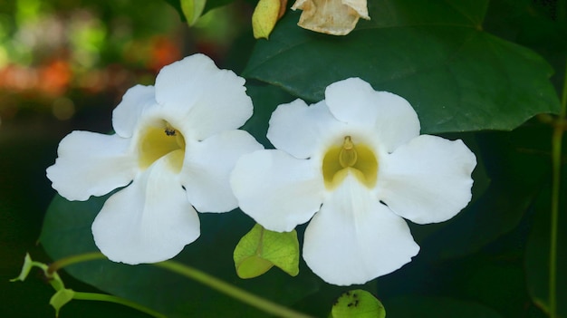 La Thunbergia grandiflora è una vite sempreverde perenne del Bengala che fiorisce la tromba del Bengala