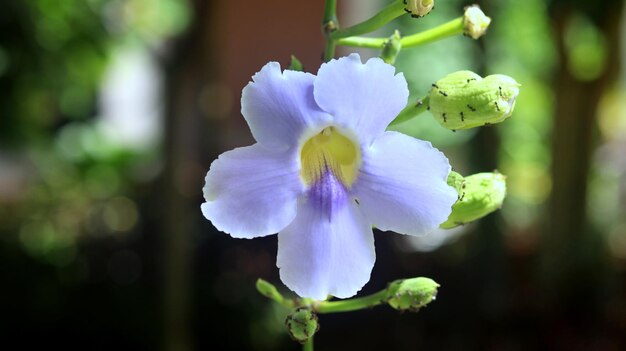 La Thunbergia grandiflora è una vite sempreverde perenne del Bengala, vigna a tromba del Bengala