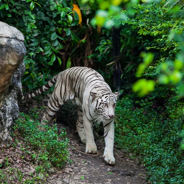 La tigre bianca cammina da solo su terra nello zoo