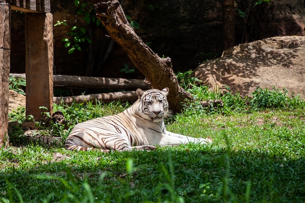 La tigre bianca, tigre sbiancata.