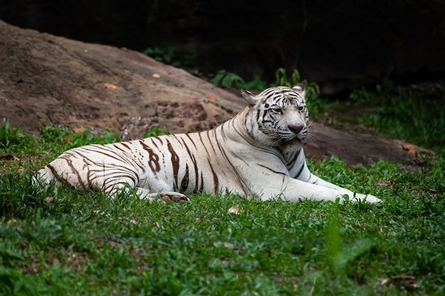 La tigre bianca, tigre sbiancata.