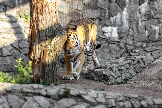 La tigre cammina verso di noi guarda avanti